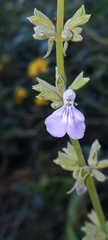 Salvia pallida
