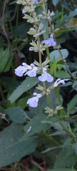Salvia pallida