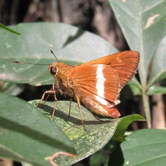 Hesperiidae