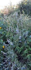 Salvia pallida