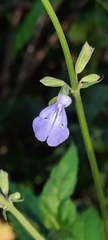 Salvia pallida
