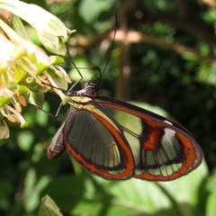 Ithomia agnosia zikani