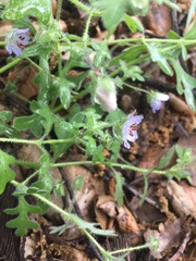 Nemophila menziesii