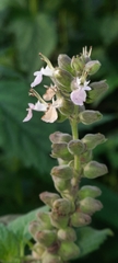 Teucrium vesicarium