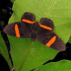 Panara soana