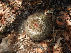 Mammillaria hertrichiana