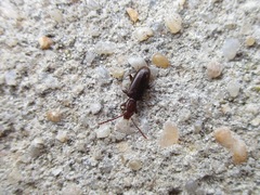 Cryptamorpha brevicornis