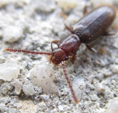 Cryptamorpha brevicornis