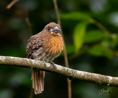 Malacoptila mystacalis