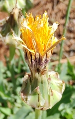 Reichardia tingitana