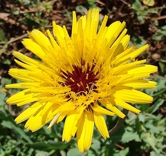Reichardia tingitana