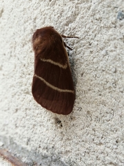 Macrothylacia digramma