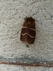 Macrothylacia digramma