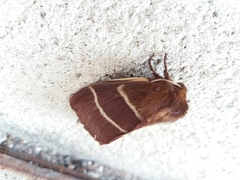 Macrothylacia digramma