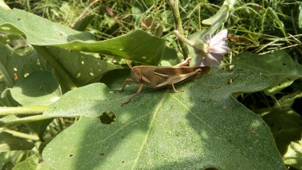 Schistocerca flavofasciata from Béccar, Provincia de Buenos Aires