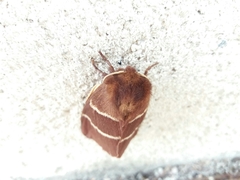 Macrothylacia digramma