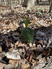 Trillium luteum
