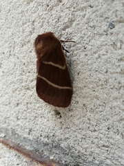 Macrothylacia digramma