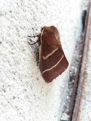 Macrothylacia digramma