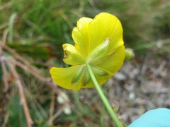 Ranunculus bupleuroides