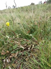 Ranunculus bupleuroides