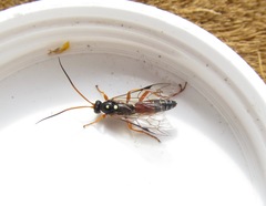 Eutanyacra licitatoria