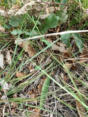 Ranunculus bupleuroides