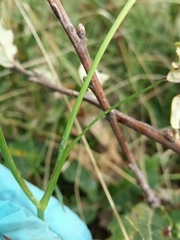 Ranunculus bupleuroides
