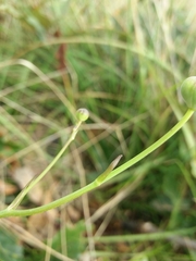 Ranunculus bupleuroides