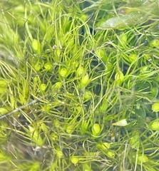 Pleuridium subulatum