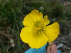 Ranunculus bupleuroides