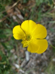 Ranunculus bupleuroides