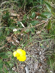 Ranunculus bupleuroides