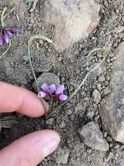 Allium scilloides