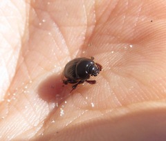 Reichardtia pedatrix
