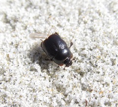 Reichardtia pedatrix