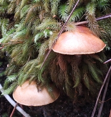 Pyrrhobryum spiniforme