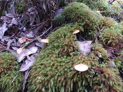 Pyrrhobryum spiniforme