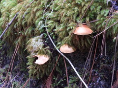 Pyrrhobryum spiniforme
