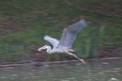 Ardea herodias herodias
