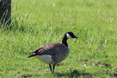 Branta hutchinsii hutchinsii