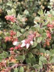 Arctostaphylos tomentosa
