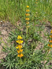 Lupinus luteus