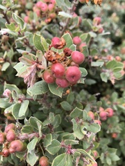 Arctostaphylos tomentosa