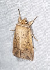 Mythimna formosana