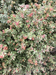 Arctostaphylos tomentosa