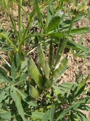 Lupinus luteus
