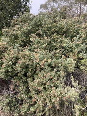 Arctostaphylos tomentosa