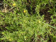 Scoparia montevidensis