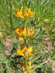 Lupinus luteus